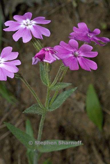 phlox speciosa ssp occidentalis 2 graphic